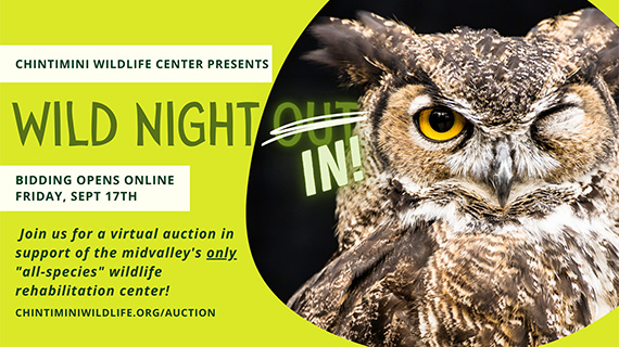 Ad for Chintimini Wildlife Auction